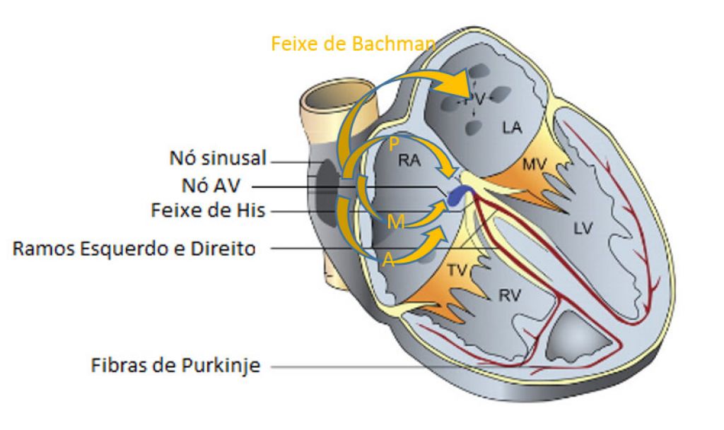 Como O Trio Conduz O Impulso El Trico Ecgnow